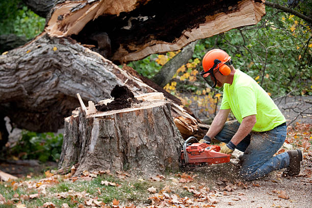 Dead Tree Removal in Snead, AL